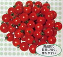 PRIMAX キャロルクイーンミニトマト PRIMAX1000粒 トマト とまと 蕃茄
