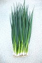 光姫 1L 葱 ネギ ねぎ◎