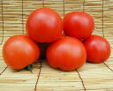 TY夏和恋(なつわれん) 500粒 トマト とまと 蕃茄