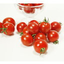 みわた 1000粒 トマト とまと 蕃茄