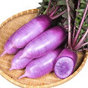京むらさき 2dl詰 大根 ダイコン だいこん