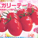 シュガリーテール 500粒 トマト とまと 蕃茄