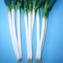 東京晩生 1L 葱 ネギ ねぎ