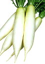 春総(はるそう) 2dl詰 大根 ダイコン だいこん 一代交配　