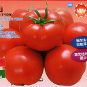 風林火山 500粒 トマト とまと 蕃茄