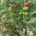 サンチェリー519 1000粒 トマト とまと 蕃茄