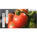 グルメスイート 1000粒 トマト 松永交配