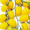 TYジュエルイエロートマト 1000粒 トマト とまと 蕃茄 F1