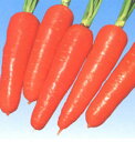 US春蒔五寸 1l ニンジン にんじん 人参 ウエキ交配 横浜植木