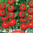 リコピンポン 100粒 トマト とまと 蕃茄