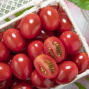 千恋 1000粒 ミニトマト トマト とまと 蕃茄