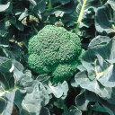 コート種子 晩緑99 L5(5000粒) ブロッコリー