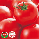 PRIMAX 麗夏トマト PRIMAX1000粒 トマト とまと 蕃茄
