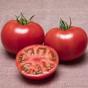 桃太郎みなみ 1000粒 トマト とまと 蕃茄