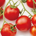 TYミディレッドトマト 1000粒 トマト とまと 蕃茄 F1 中原採種場