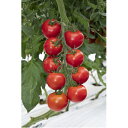 TYフルティカSC 1000粒 トマト とまと 蕃茄