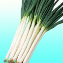 金長 1L 袋 葱 ネギ ねぎ