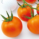 TYミディオレンジトマト 1000粒 トマト とまと 蕃茄 F1 中原採種場