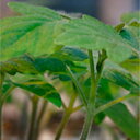 トマト台木 アーノルド 1000粒 台木 ダイギ だいぎ