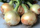 早生そだち 2dl缶詰 玉ねぎ たまねぎ 玉葱 タマネギ 宇治交配