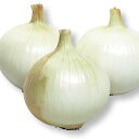 ゆめたま 2dl 玉葱 タマネギ たまねぎ