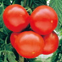 瑞栄トマト 20ml トマト とまと 蕃茄