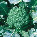 コート種子 里緑 L5(5000粒) ブロッコリー