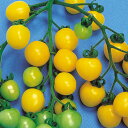 イエローピグミー 1000粒 トマト とまと 蕃茄 F1 中原採種場