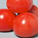 PRIMAX ごほうびトマト PRIMAX1000粒 トマト とまと 蕃茄