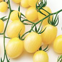 TYジュエルアイボリートマト 1000粒 トマト とまと 蕃茄 F1