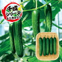 カリカリ千成(ミニ胡瓜) 500粒 胡瓜 キュウリ きゅうり F1 中原採種場