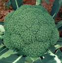 コート種子 美緑408 L5(5000粒) ブロッコリー