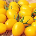 PRIMAX イエローアイコ ミニトマト PRIMAX1000粒 トマト とまと 蕃茄