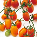 TYジュエルオレンジトマト 1000粒 トマト とまと 蕃茄 F1