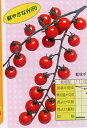 ミニルック(ミニ) 1000粒 トマト とまと 蕃茄
