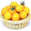 イエローミミ ベレット600粒 トマト とまと 蕃茄