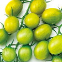 ジュエルグリーントマト 1000粒 トマト とまと 蕃茄 F1