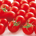 PRIMAXシンディースイート中玉トマト PRIMAX1000粒 トマト とまと 蕃茄