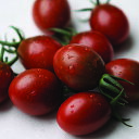 プリモノワール 1000粒 ミニトマト トマト とまと 蕃茄