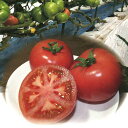 トマト TYなるみプライム 1000粒 トマト とまと 蕃茄
