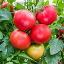 MST-1331 1000粒 トマト とまと 蕃茄 一代交配