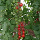 リリカ(AS-374) 1000粒 トマト とまと 蕃茄