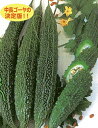 グリーンレイシブランド 100粒 苦瓜 ニガウリ 松永育成