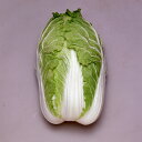 冬栄 10ml 白菜 ハクサイ はくさい