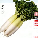YR勝太郎 20ml 大根 ダイコン だいこん ダイヤ交配