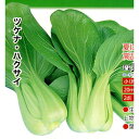 長江 20ml 青梗菜 チンゲン菜 チンゲンサイ ちんげんさい ダイヤ交配