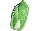 風雪白菜 10ml 白菜 ハクサイ はくさい 山陽交配