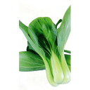 華江 20ml 青梗菜 チンゲン菜 チンゲンサイ ちんげんさい ダイヤ交配