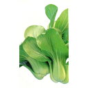 敦煌 20ml 青梗菜 チンゲン菜 チンゲンサイ ちんげんさい ダイヤ交配
