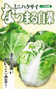 なつまる白菜 1千粒コート 白菜 ハクサイ はくさい